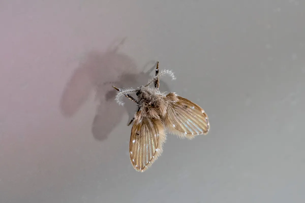 Close-up of a fuzzy drain fly, illustrating how to get rid of drain flies by identifying the pest.